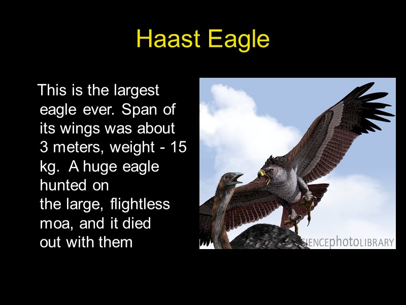 Haast Eagle     This is the largest eagle ever. Span of
